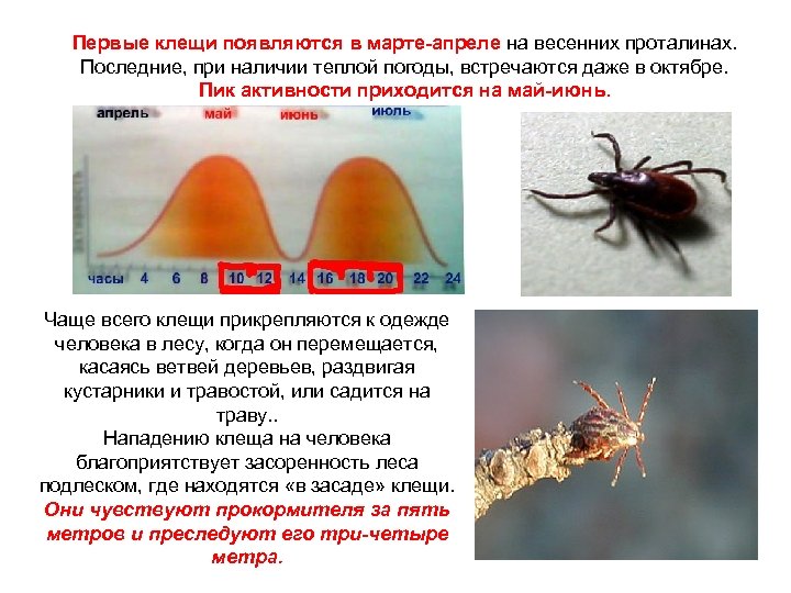 Первые клещи появляются в марте-апреле на весенних проталинах. Последние, при наличии теплой погоды, встречаются