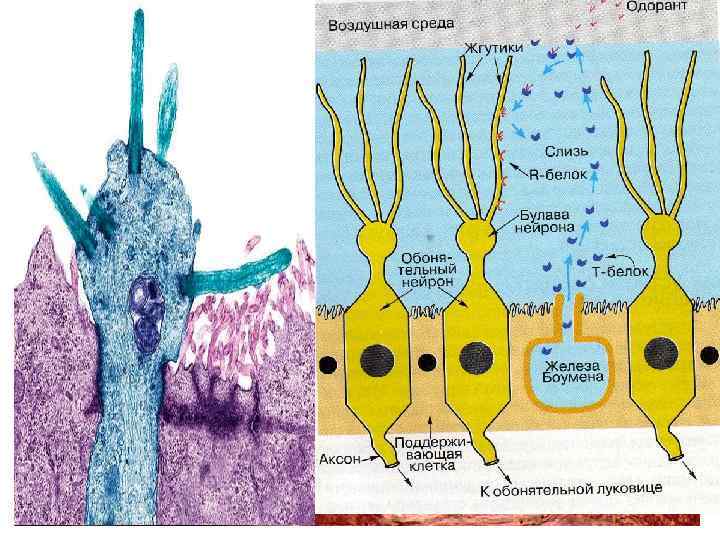 Орган обоняния ОБОНЯТЕЛЬНЫЕ ВОЛОСКИ ОБОНЯТЕЛЬНАЯ БУЛАВА ОПОРНЫЕ КЛЕТКИ ДЕНДРИТ РЕЦЕПТОРНАЯ КЛЕТКА БАЗАЛЬНАЯ КЛЕТКА ОБОНЯТЕЛЬНЫЙ