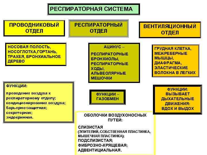 РЕСПИРАТОРНАЯ СИСТЕМА ПРОВОДНИКОВЫЙ ОТДЕЛ НОСОВАЯ ПОЛОСТЬ, НОСОГЛОТКА, ГОРТАНЬ, ТРАХЕЯ, БРОНХИАЛЬНОЕ ДЕРЕВО РЕСПИРАТОРНЫЙ ОТДЕЛ ВЕНТИЛЯЦИОННЫЙ