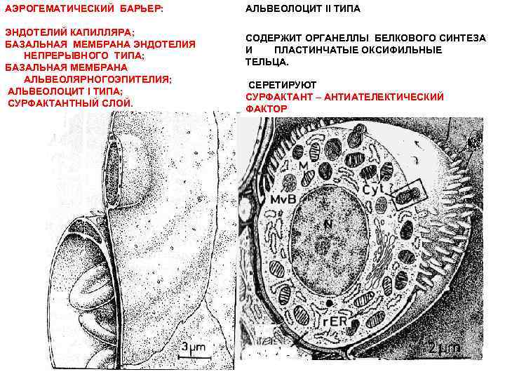 АЭРОГЕМАТИЧЕСКИЙ БАРЬЕР: АЛЬВЕОЛОЦИТ II ТИПА ЭНДОТЕЛИЙ КАПИЛЛЯРА; БАЗАЛЬНАЯ МЕМБРАНА ЭНДОТЕЛИЯ НЕПРЕРЫВНОГО ТИПА; БАЗАЛЬНАЯ МЕМБРАНА