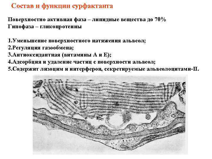 Состав и функции сурфактанта Поверхностно активная фаза – липидные вещества до 70% Гипофаза –