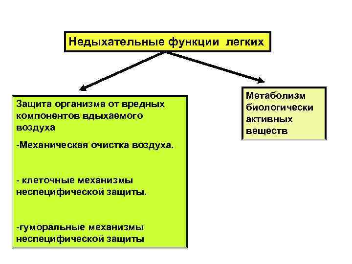 Недыхательные функции легких Защита организма от вредных компонентов вдыхаемого воздуха -Механическая очистка воздуха. -