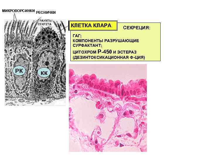 МИКРОВОРСИНКИ РЕСНИЧКИ ГРАНУЛЫ СЕКРЕТА КЛЕТКА КЛАРА СЕКРЕЦИЯ: ГАГ; КОМПОНЕНТЫ РАЗРУШАЮЩИЕ СУРФАКТАНТ; ЦИТОХРОМ Р-450 И