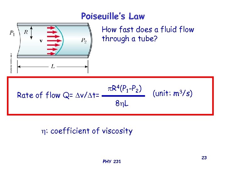 Poiseuille’s Law How fast does a fluid flow through a tube? Rate of flow