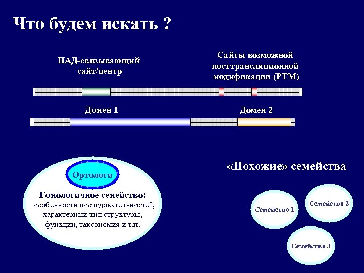 Что будем искать ? НАД-связывающий сайт/центр Домен 1 Ортологи Сайты возможной посттрансляционной модификации (РТМ)