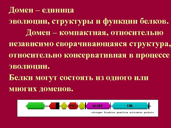 Домен – единица эволюции, структуры и функции белков. Домен – компактная, относительно независимо сворачивающаяся