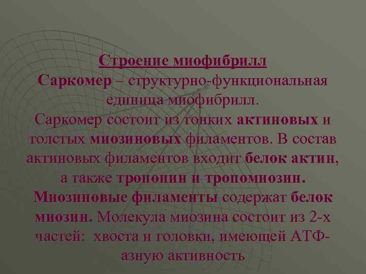 Строение миофибрилл Саркомер – структурно-функциональная единица миофибрилл. Саркомер состоит из тонких актиновых и толстых