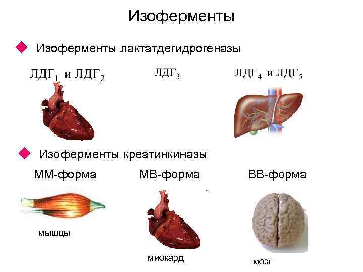 Изоферменты лактатдегидрогеназы Изоферменты креатинкиназы ММ-форма МВ-форма ВВ-форма мышцы миокард мозг 