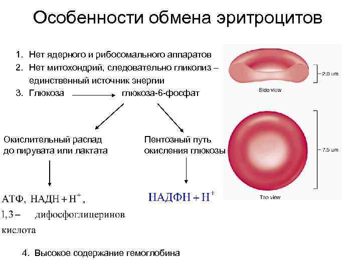 Особенности обмена эритроцитов 1. Нет ядерного и рибосомального аппаратов 2. Нет митохондрий, следовательно гликолиз