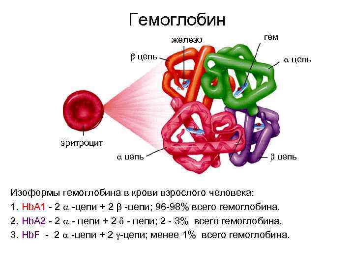 Гемоглобин железо цепь гем цепь эритроцит цепь Изоформы гемоглобина в крови взрослого человека: 1.