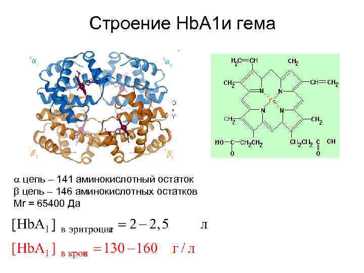 Строение Hb. A 1 и гема цепь – 141 аминокислотный остаток цепь – 146
