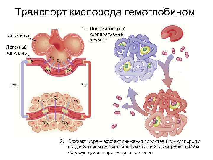 Транспорт кислорода гемоглобином альвеола 1. Положительный кооперативный эффект Лёгочный капилляр 2. Эффект Бора –