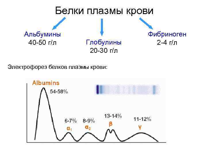 Белки плазмы крови Альбумины 40 -50 г/л Глобулины 20 -30 г/л Фибриноген 2 -4