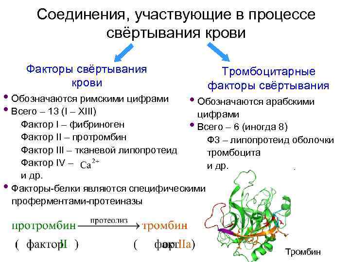 Соединения, участвующие в процессе свёртывания крови Факторы свёртывания крови • Обозначаются римскими цифрами •