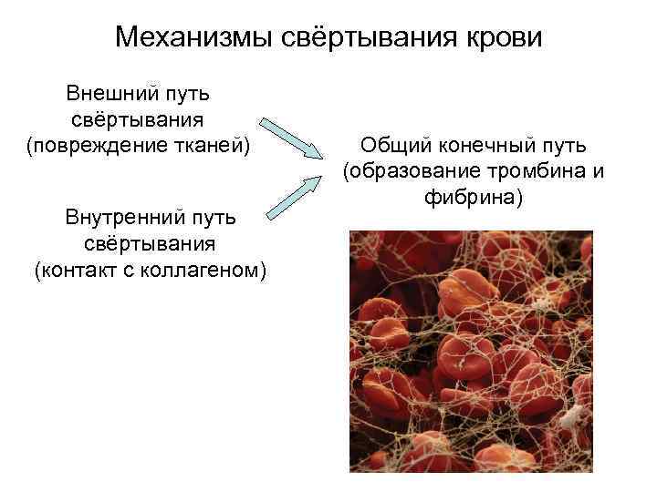 Механизмы свёртывания крови Внешний путь свёртывания (повреждение тканей) Внутренний путь свёртывания (контакт с коллагеном)