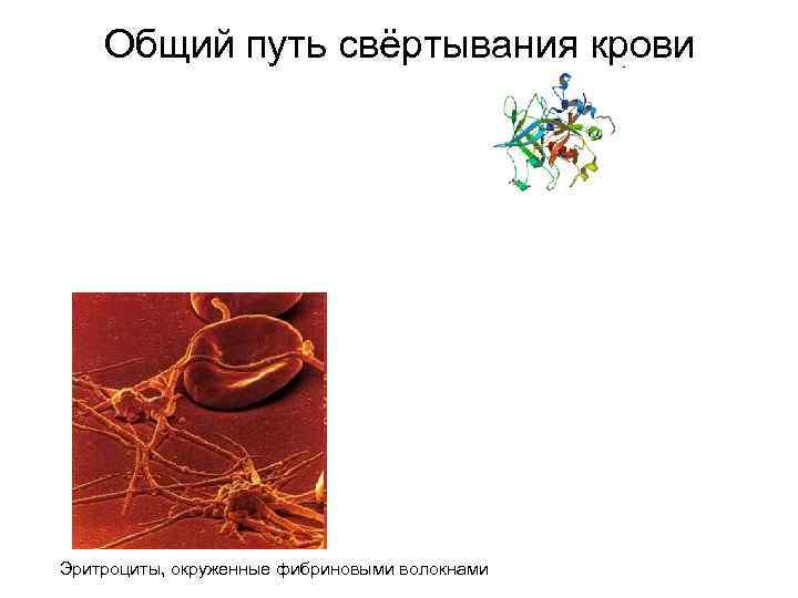 Общий путь свёртывания крови Эритроциты, окруженные фибриновыми волокнами 