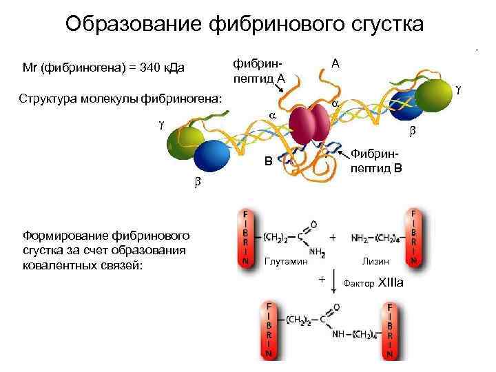 Образование фибринового сгустка фибринпептид А Mr (фибриногена) = 340 к. Да А Структура молекулы