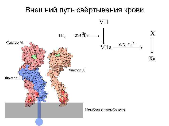 Внешний путь свёртывания крови Фактор VII Фактор X Фактор III Мембрана тромбоцита 