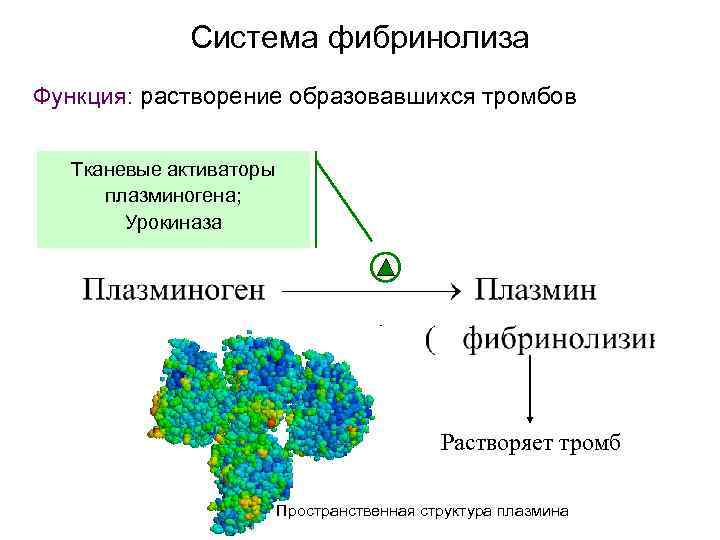 Система фибринолиза Функция: растворение образовавшихся тромбов Тканевые активаторы плазминогена; Урокиназа Растворяет тромб Пространственная структура