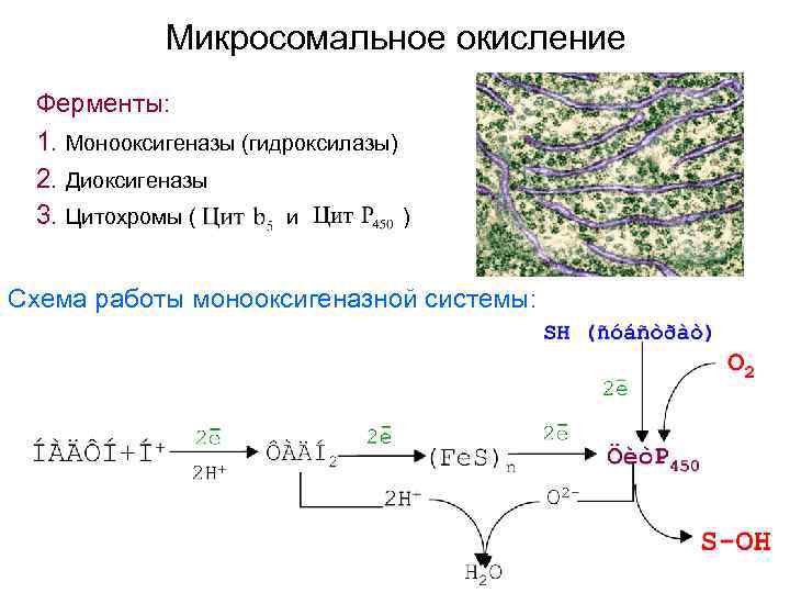 Микросомальное окисление Ферменты: 1. Монооксигеназы (гидроксилазы) 2. Диоксигеназы 3. Цитохромы ( ) и Схема