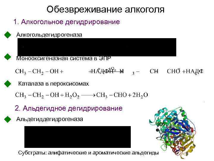 Обезвреживание алкоголя 1. Алкогольное дегидрирование Алкогольдегидрогеназа Монооксигеназная система в ЭПР Каталаза в пероксисомах 2.