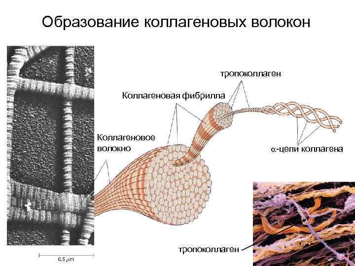Образование коллагеновых волокон тропоколлаген Коллагеновая фибрилла Коллагеновое волокно -цепи коллагена тропоколлаген 