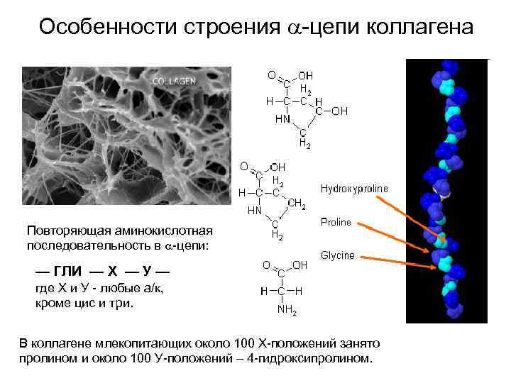 Особенности строения -цепи коллагена Повторяющая аминокислотная последовательность в -цепи: — ГЛИ — Х —