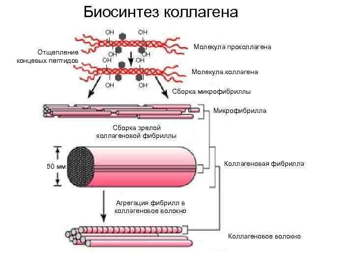 Биосинтез коллагена НО НО Молекула проколлагена ОН ОН НО НО Отщепление концевых пептидов Молекула