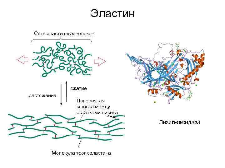 Эластин Сеть эластичных волокон сжатие растяжение Поперечная сшивка между остатками лизина Лизил-оксидаза Молекула тропоэластина