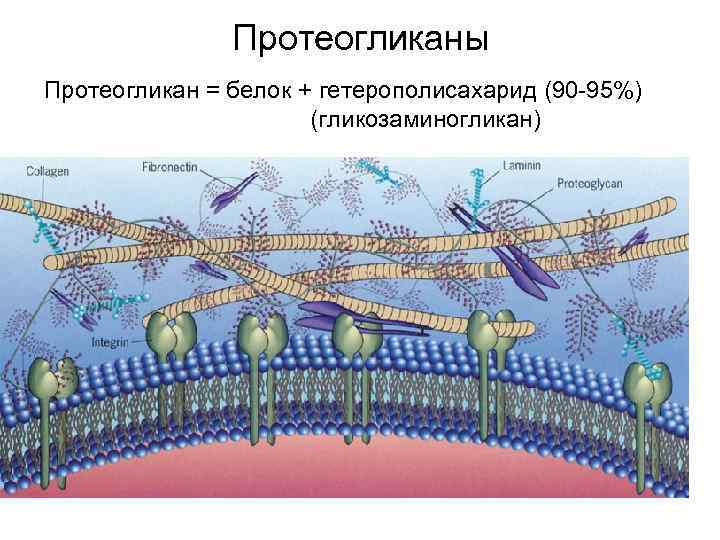 Протеогликаны Протеогликан = белок + гетерополисахарид (90 -95%) (гликозаминогликан) 