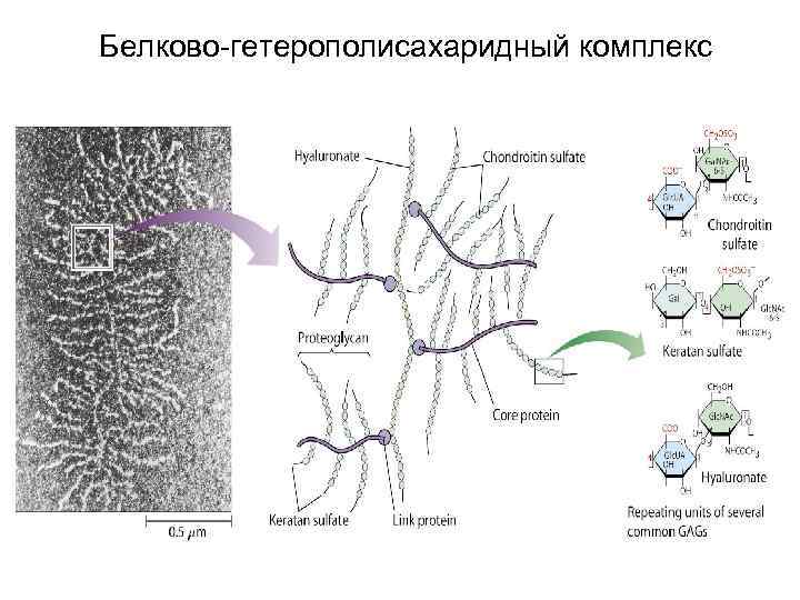 Белково-гетерополисахаридный комплекс 