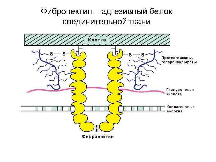 Фибронектин – адгезивный белок соединительной ткани 
