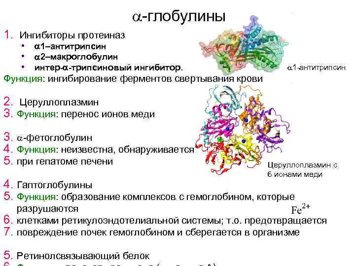  -глобулины 1. Ингибиторы протеиназ • 1–антитрипсин • 2–макроглобулин • интер- -трипсиновый ингибитор. 1