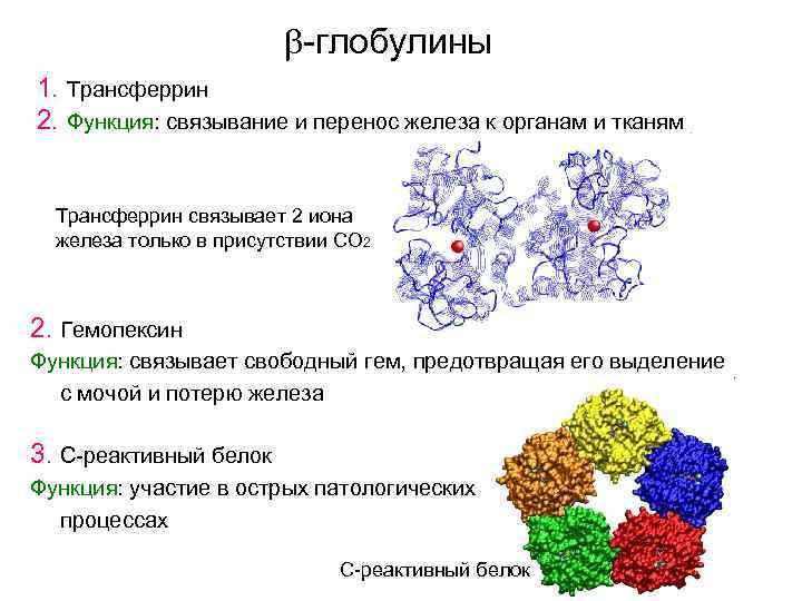 Глобулин у мужчин