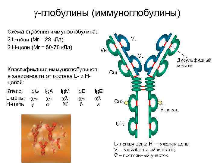  -глобулины (иммуноглобулины) Схема строения иммуноглобулина: 2 L-цепи (Mr = 23 к. Да) 2