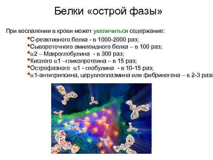 Белки «острой фазы» При воспалении в крови может увеличиться содержание: • С-реактивного белка -