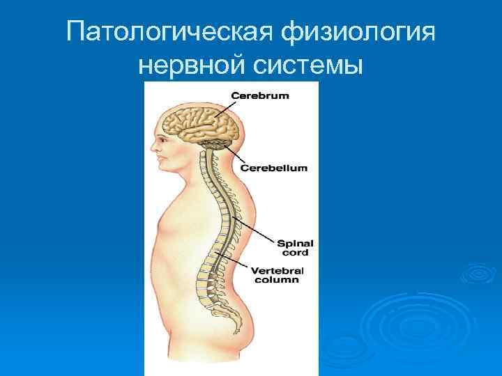 Патологическая физиология нервной системы 