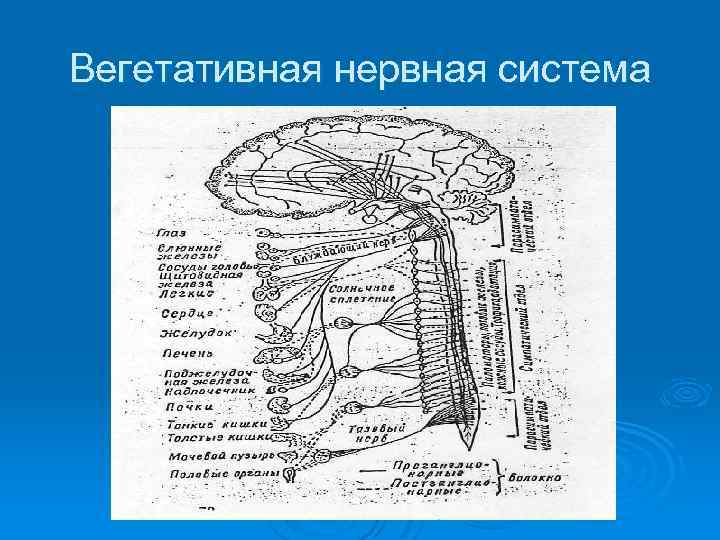 Физиология нервной системы. Патофизиология вегетативной нервной системы. Анатомо-топографическая схема нервной системы. Вегетативная и анамиланая системы. Патологическая физиология нервная система учебник.