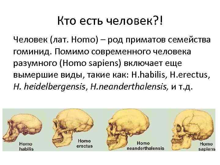 Кто есть человек? ! Человек (лат. Homo) – род приматов семейства гоминид. Помимо современного