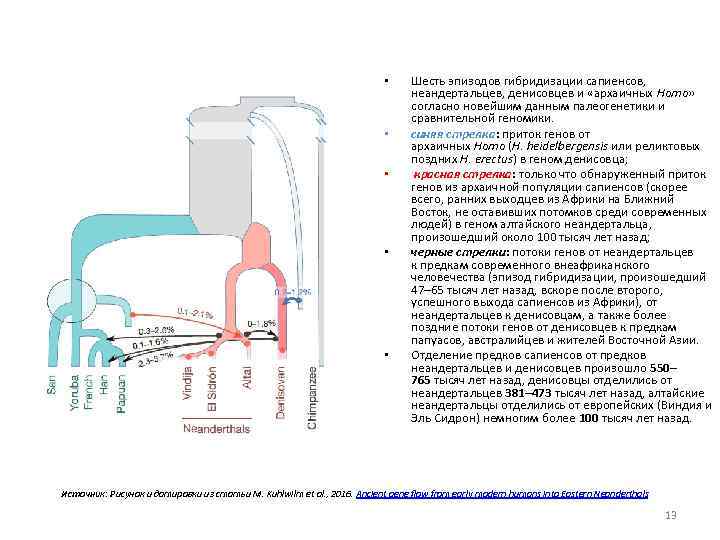  • • • Шесть эпизодов гибридизации сапиенсов, неандертальцев, денисовцев и «архаичных Homo» согласно