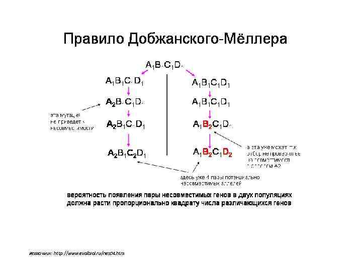 Источник: http: //www. evolbiol. ru/nes 04. htm 