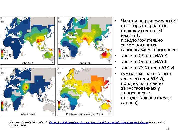  • Частота встречаемости (%) некоторых вариантов (аллелей) генов ГКГ класса 1, предположительно заимствованных