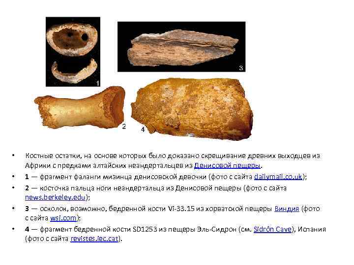 • • • Костные остатки, на основе которых было доказано скрещивание древних выходцев
