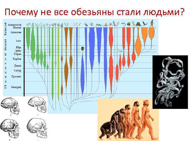 Почему не все обезьяны стали людьми? 