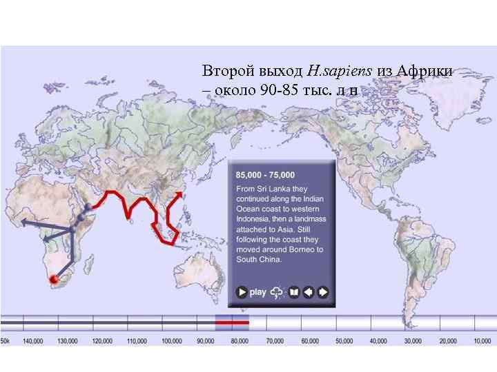 Второй выход H. sapiens из Африки – около 90 -85 тыс. л н 