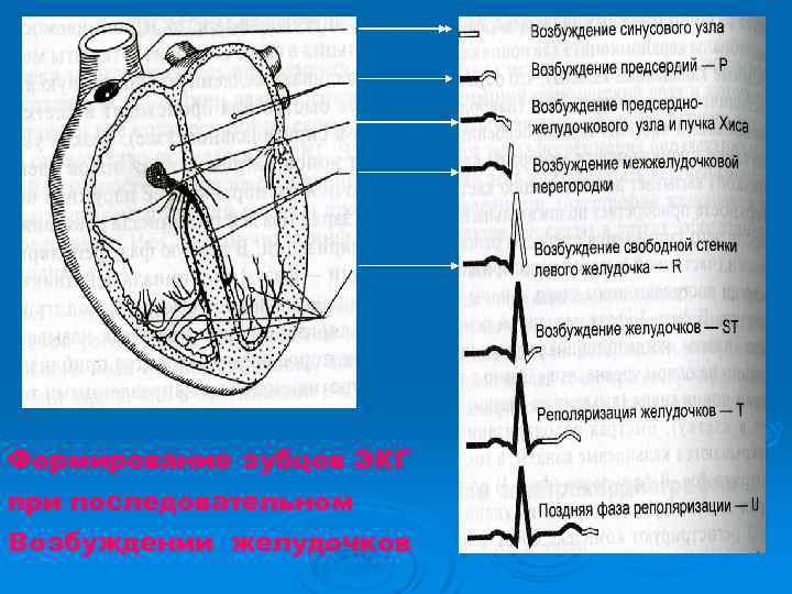 Формирование зубцов ЭКГ при последовательном Возбуждении желудочков 
