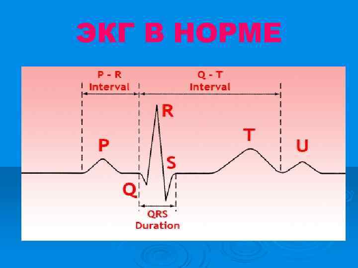ЭКГ В НОРМЕ 