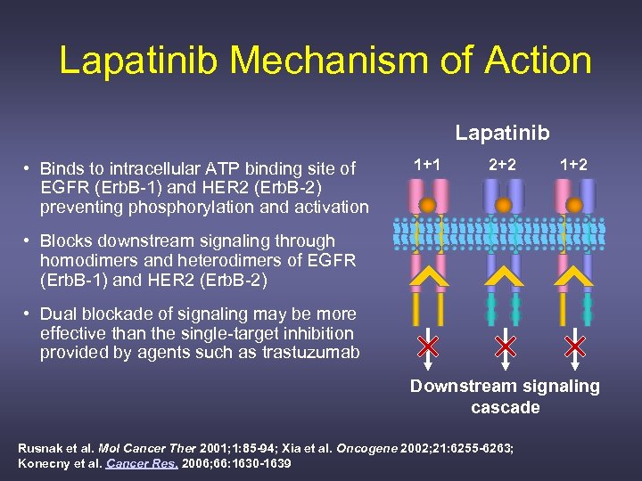 Lapatinib Mechanism of Action Lapatinib • Binds to intracellular ATP binding site of EGFR