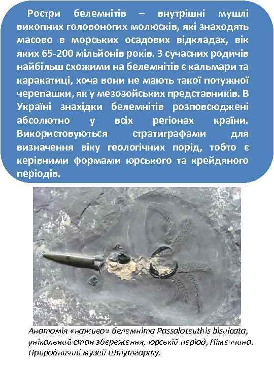 Ростри белемнітів – внутрішні мушлі викопних головоногих молюсків, які знаходять масово в морських осадових