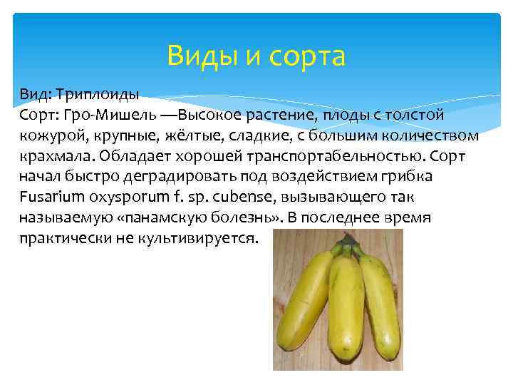 Виды и сорта Вид: Триплоиды Сорт: Гро-Мишель —Высокое растение, плоды с толстой кожурой, крупные,